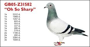 Image result for Abbeyton & Broomfield Racing Pigeons