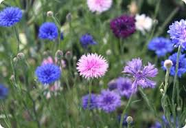 Image result for Centaurea cyanus