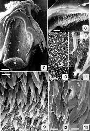 Image result for Furgaleus macki