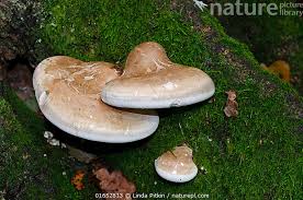 Attēlu rezultāti vaicājumam “Piptoporus betulinus”