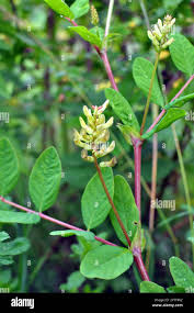 Attēlu rezultāti vaicājumam “Astragalus glycyphyllos leaf”