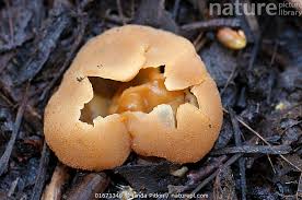 Attēlu rezultāti vaicājumam “Peziza vesiculosa”