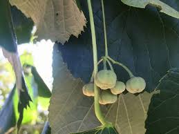 Attēlu rezultāti vaicājumam “Tilia tomentosa fruit”