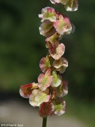 Attēlu rezultāti vaicājumam “Rumex acetosa flower”