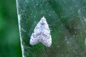 Attēlu rezultāti vaicājumam “Nola confusalis”