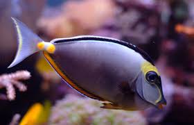 Image result for Naso lituratus