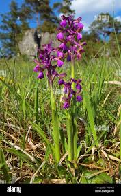 Attēlu rezultāti vaicājumam “Orchis morio”