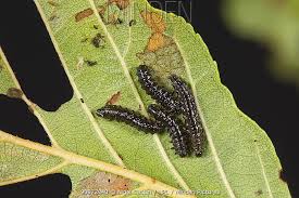 Attēlu rezultāti vaicājumam “Agelastica alni larva”