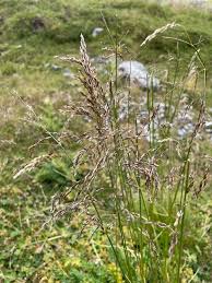 Attēlu rezultāti vaicājumam “Trichia alpina sessile”