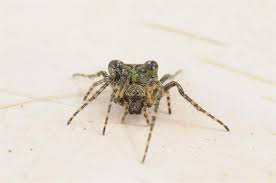 Attēlu rezultāti vaicājumam “Gibbaranea gibbosa”