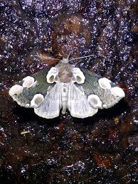 Attēlu rezultāti vaicājumam “Thyatira batis imago”