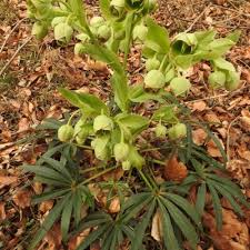 Image result for Helleborus foetidus