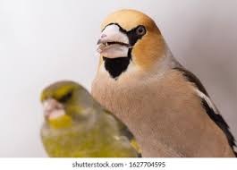 Attēlu rezultāti vaicājumam “Coccothraustes coccothraustes adult”