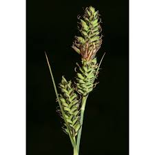 Attēlu rezultāti vaicājumam “Carex hartmanii”