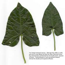 Attēlu rezultāti vaicājumam “Calystegia sepium leaf”
