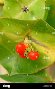 Attēlu rezultāti vaicājumam “Lonicera caprifolium fruit”