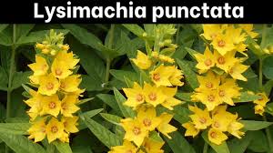 Attēlu rezultāti vaicājumam “Lysimachia punctata flower”