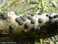 Attēlu rezultāti vaicājumam “Hypoxylon fuscum”