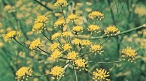 Attēlu rezultāti vaicājumam “Sium latifolium”