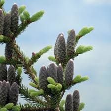 Attēlu rezultāti vaicājumam “Abies veitchii”