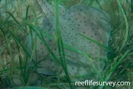 Image result for Leucoraja ocellata