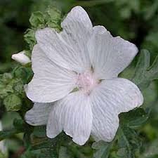 Attēlu rezultāti vaicājumam “Malva moschata alba flower”