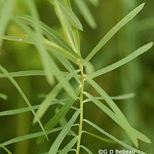 Attēlu rezultāti vaicājumam “Euphorbia virgata”