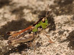 Attēlu rezultāti vaicājumam “Myrmeleotettix maculatus”