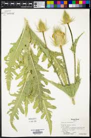 Image result for Dipsacus laciniatus