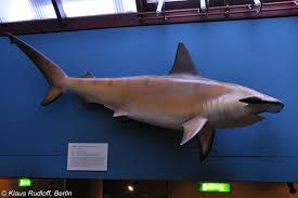 Image result for Sphyrna lewini