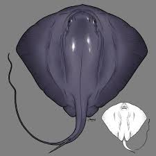 Image result for Pteroplatytrygon violacea