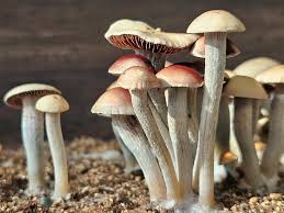 Attēlu rezultāti vaicājumam “Saelania glaucescens sporophyte”