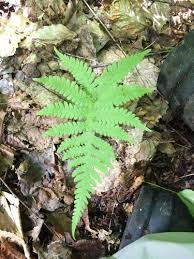 Attēlu rezultāti vaicājumam “Phegopteris connectilis”