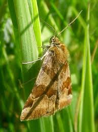 Attēlu rezultāti vaicājumam “Euclidia glyphica”
