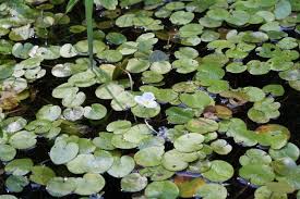 Attēlu rezultāti vaicājumam “Hydrocharis morsus-ranae bud”