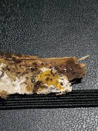 Attēlu rezultāti vaicājumam “Seligeria donniana”