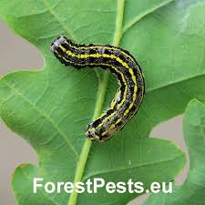 Attēlu rezultāti vaicājumam “Orthosia sp.”