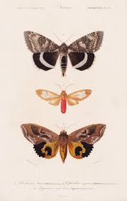 Attēlu rezultāti vaicājumam “Catocala fraxini”