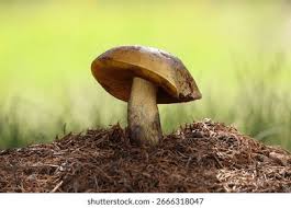 Attēlu rezultāti vaicājumam “Sutorius luridiformis”