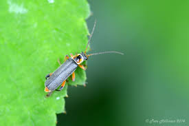 Attēlu rezultāti vaicājumam “Cantharis rustica”