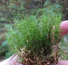 Attēlu rezultāti vaicājumam “Dicranum majus”