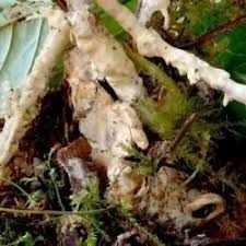 Attēlu rezultāti vaicājumam “Sebacina incrustans”