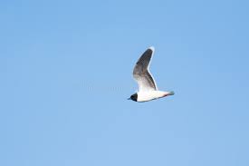 Attēlu rezultāti vaicājumam “Larus minutus”