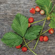 Image result for Fragaria vesca