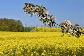 Attēlu rezultāti vaicājumam “Brassica napus fruit”