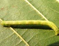 Attēlu rezultāti vaicājumam “Hydrelia flammeolaria”