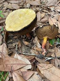 Attēlu rezultāti vaicājumam “Diderma floriforme stalked”