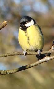Attēlu rezultāti vaicājumam “Parus major female”