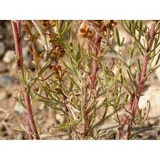 Image result for Artemisia caudata