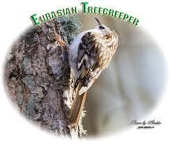 Attēlu rezultāti vaicājumam “Certhia familiaris adult”